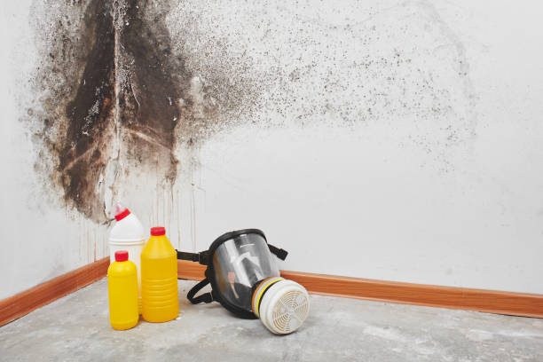 Best Same-Day Mold Removal  in Hebbronville, TX