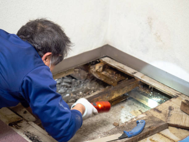 Best Crawl Space Mold Removal  in Hebbronville, TX