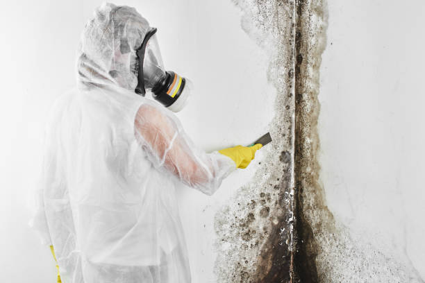 Best Emergency Mold Removal  in Hebbronville, TX