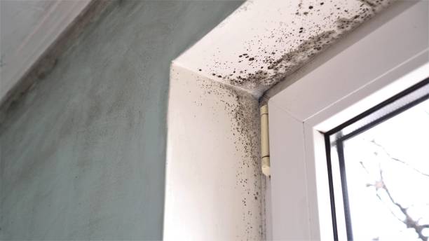 Best Certified Mold Removal  in Hebbronville, TX