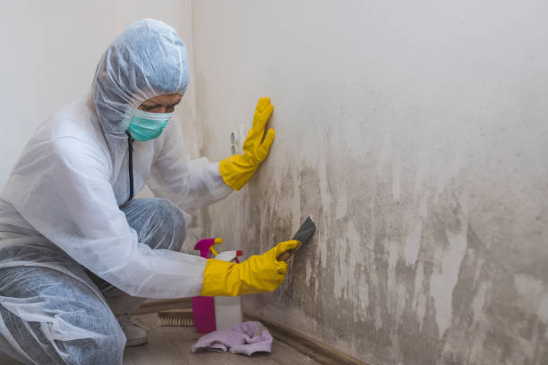 Best Professional Mold Removal  in Hebbronville, TX