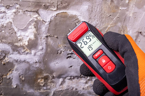 Best Professional Mold Removal  in Hebbronville, TX