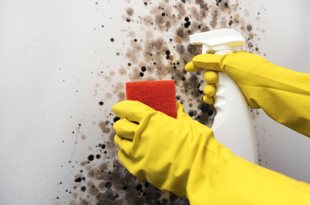 Best Office Mold Removal Services  in Hebbronville, TX