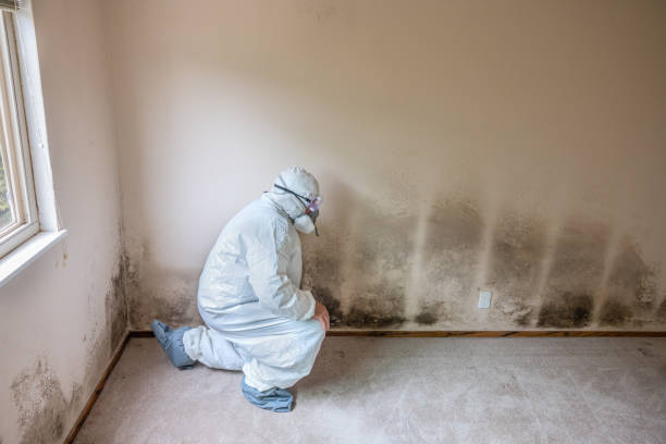Best Mold Remediation  in Hebbronville, TX