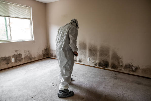 Best Mold Remediation Services  in Hebbronville, TX