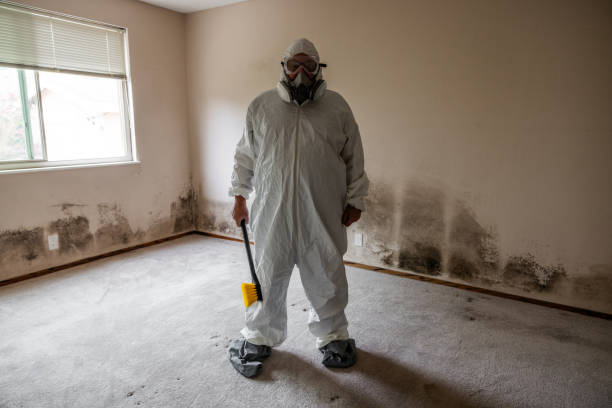 Best Mold Removal and Inspection  in Hebbronville, TX