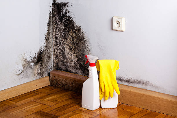 Best Mold Damage Repair  in Hebbronville, TX