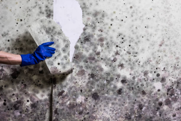 Best Mold Removal Company Near Me  in Hebbronville, TX