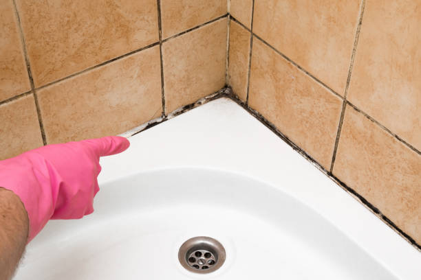 Best Mold Testing  in Hebbronville, TX